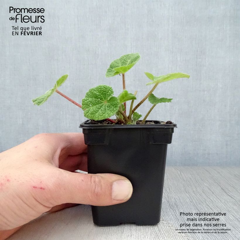 Amostra de Rose Trémière noire, Alcea rosea Nigra Vaso de 7/8 cm tal como entregue no inverno