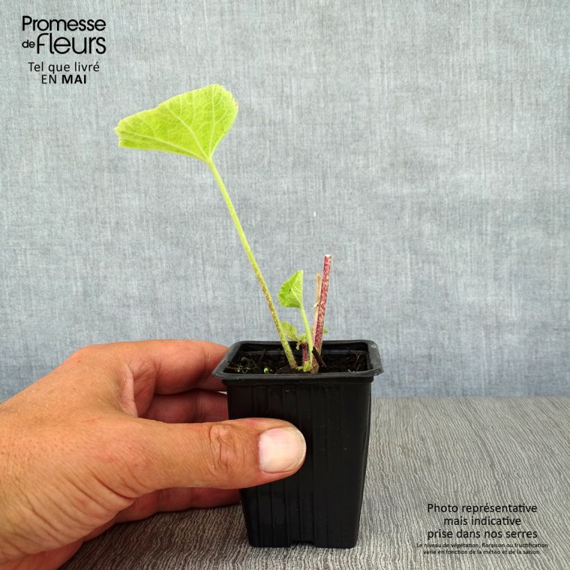 Amostra de Malvarisco Nigra Vaso de 7/8 cm tal como entregue na primavera