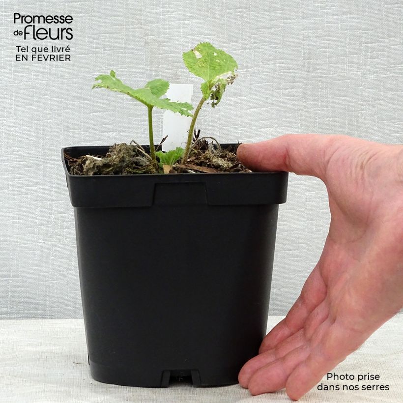 Amostra de Rose Trémière noire, Alcea rosea Nigra Vaso de 2 L/3 L tal como entregue no inverno