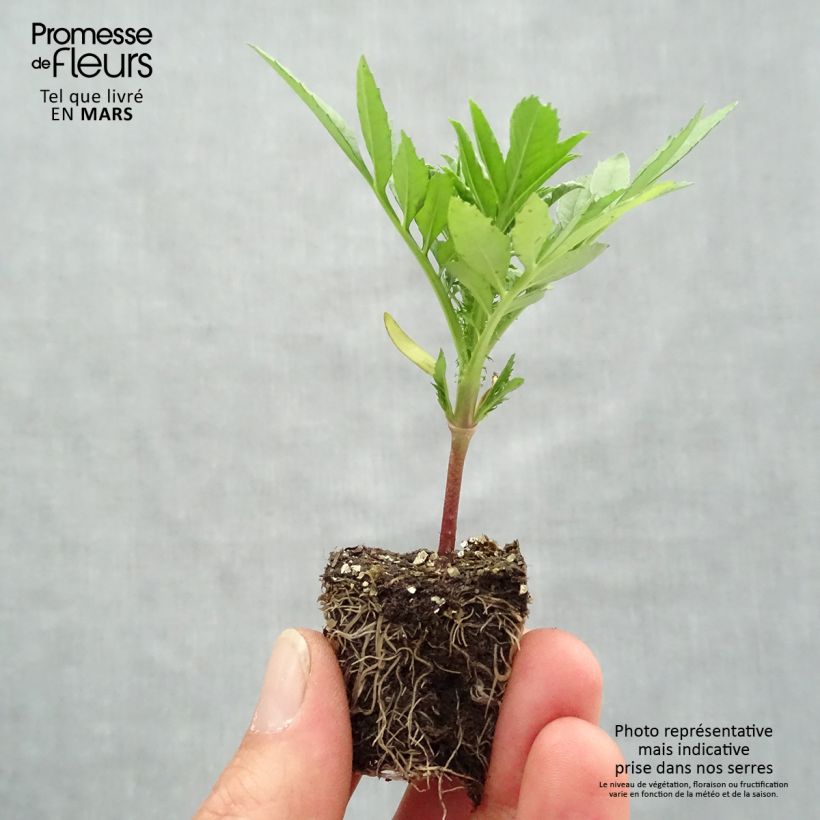 Amostra de Rose d'Inde F1 Taishan mix Mini-mottes Jardimotte : motte 3,8 cm x 3,2 cm en plaque de culture par 16 tal como entregue na primavera