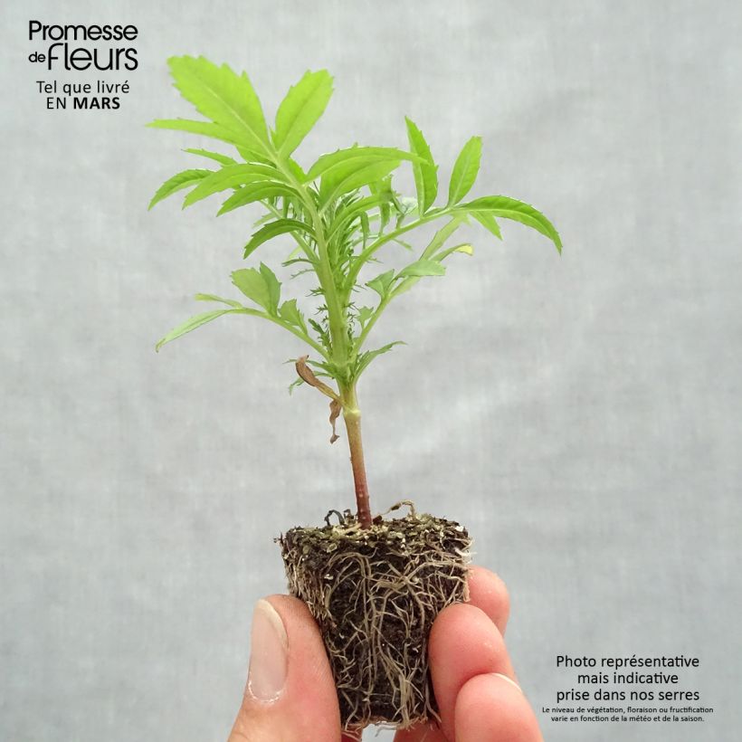 Amostra de Rose d'Inde F1 Vanilla Jardimotte : motte 3,8 cm x 3,2 cm en plaque de culture par 16 tal como entregue na primavera