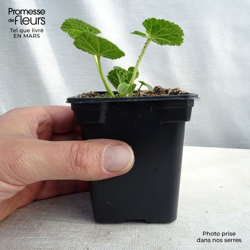 Amostra de Malvarisco Chater's Double Branco Vaso de 7/8 cm tal como entregue no inverno