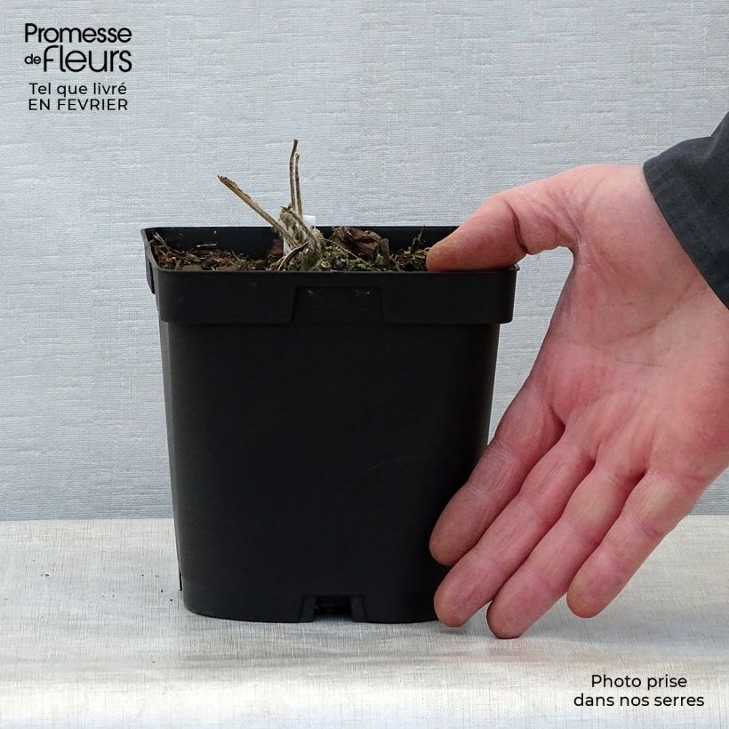 Amostra de Malvarisco Chater's Double Branco Vaso de 2 L/3 L tal como entregue no inverno