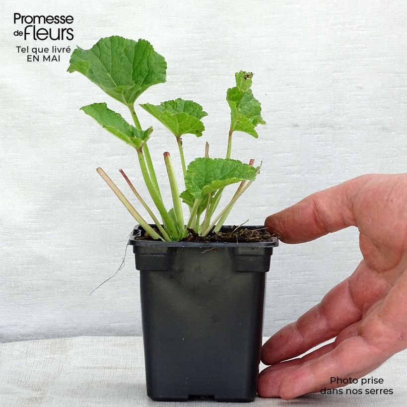 Amostra de Malvarisco Chater's Double Rosa Vaso de 7/8 cm tal como entregue na primavera