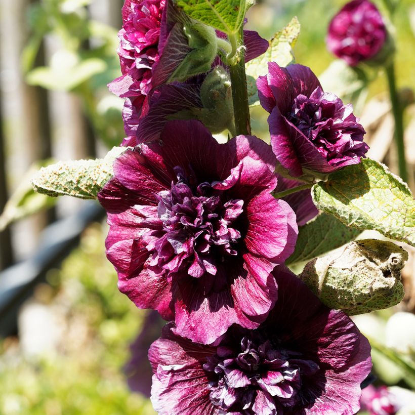 Malvarisco Chater's Double Violet (Floração)