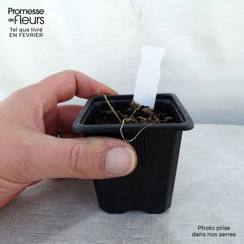 Amostra de Rose trémière - Alcea rosea Chater's Double pourpre Godet de 8/9 cm tal como entregue no inverno