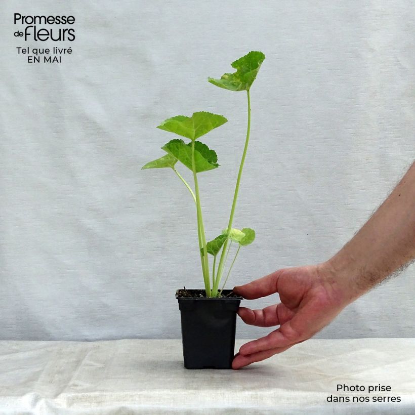 Amostra de Malvarisco Chater's Double saumon Vaso de 7/8 cm tal como entregue na primavera