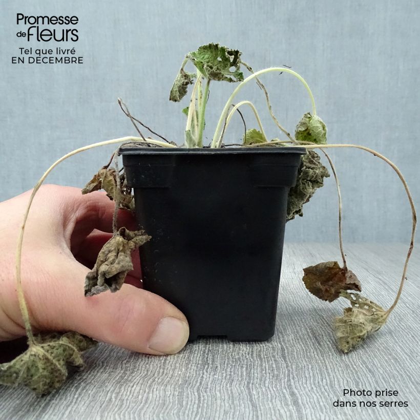 Amostra de Rose trémière - Alcea rosea Chater's Double saumon Vaso de 7/8 cm tal como entregue no inverno