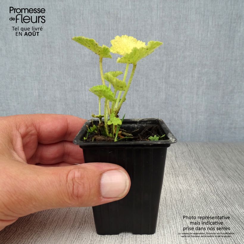 Amostra de Malvarisco Chater's Double Branco Vaso de 7/8 cm tal como entregue no verão