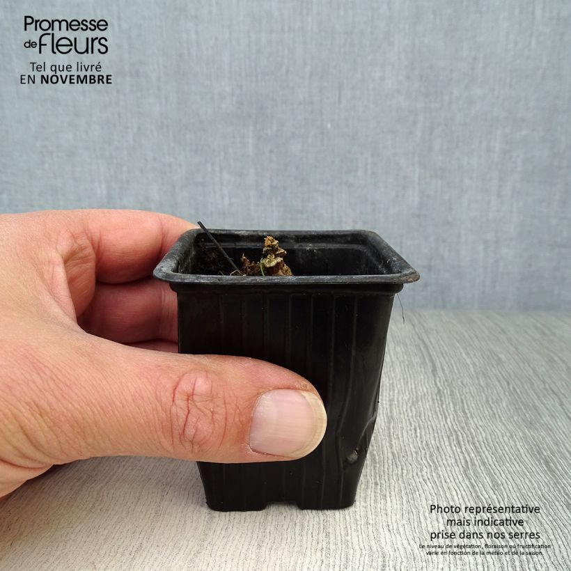 Amostra de Malvarisco Chater's Double Rosa Vaso de 7/8 cm tal como entregue no outono