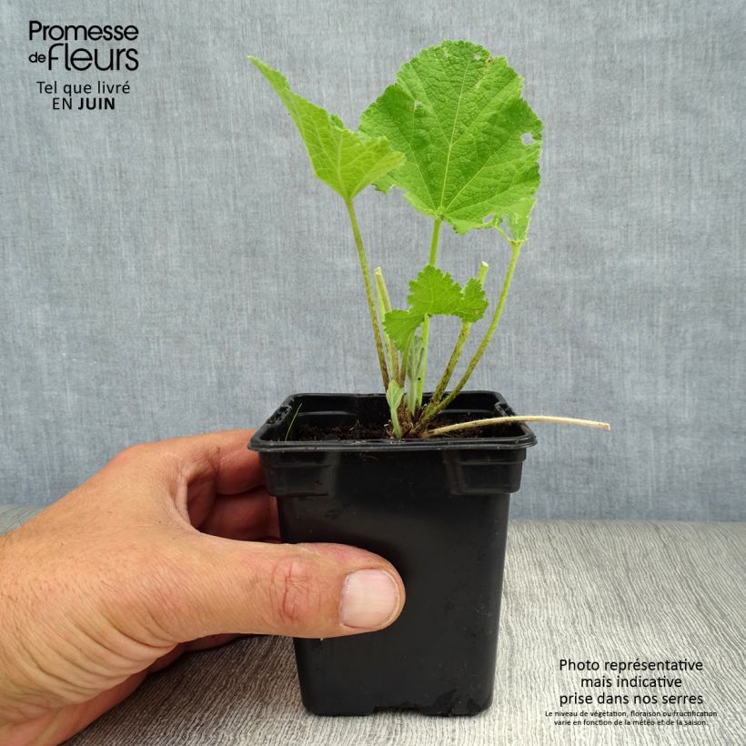 Amostra de Malvarisco Chater's Double Rosa Vaso de 7/8 cm tal como entregue no verão