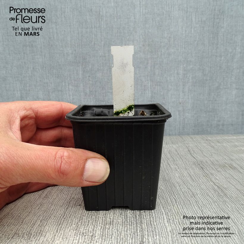 Amostra de Malvarisco Chater's Double Violet Vaso de 8/9 cm tal como entregue na primavera