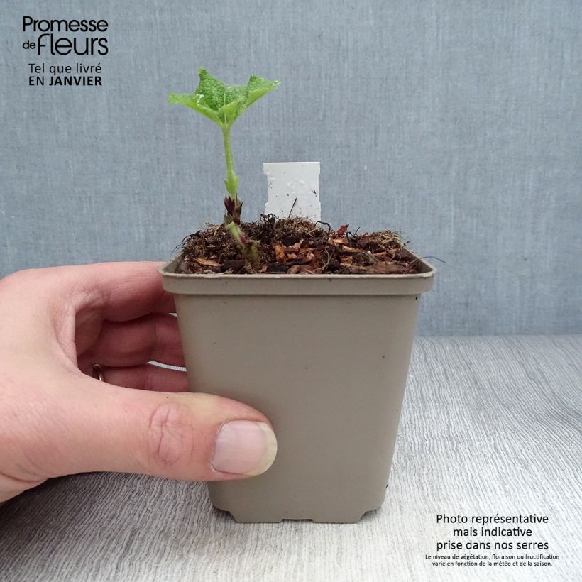 Amostra de Rose trémière - Alcea rosea Fiesta Time Godet de 8/9 cm tal como entregue no inverno