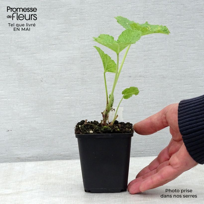 Amostra de Malvarisco Mars Magic Vaso de 8/9 cm tal como entregue na primavera