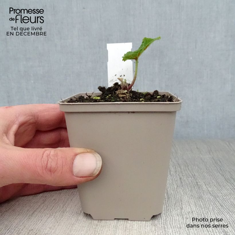 Amostra de Rose trémière - Alcea rosea Mars Magic Vaso de 8/9 cm tal como entregue no inverno