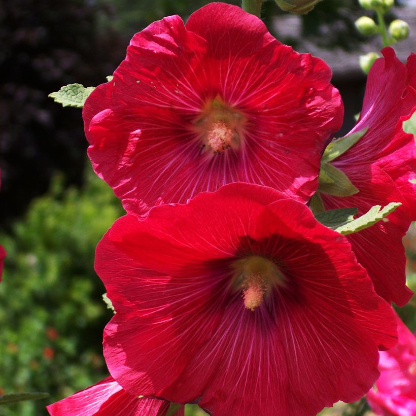 Malvarisco Mars Magic (Floração)