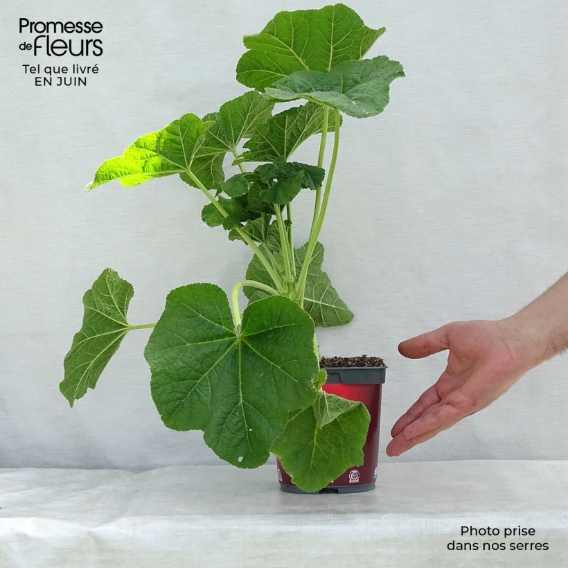 Amostra de Malvarisco Pleniflora Vermelho Vaso de 2 L/3 L tal como entregue no verão