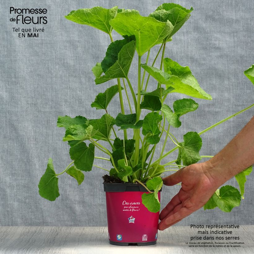 Amostra de Rose trémière - Alcea rosea Pleniflora Rouge Pot de 2L/3L tal como entregue na primavera