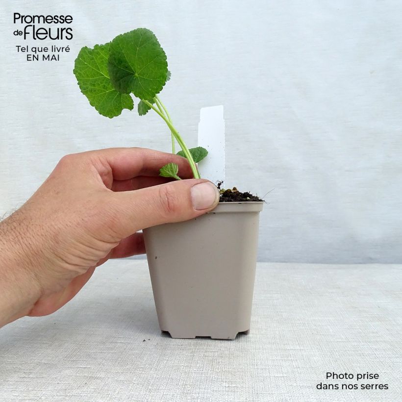 Amostra de Malvarisco Sunshine Vaso de 8/9 cm tal como entregue na primavera