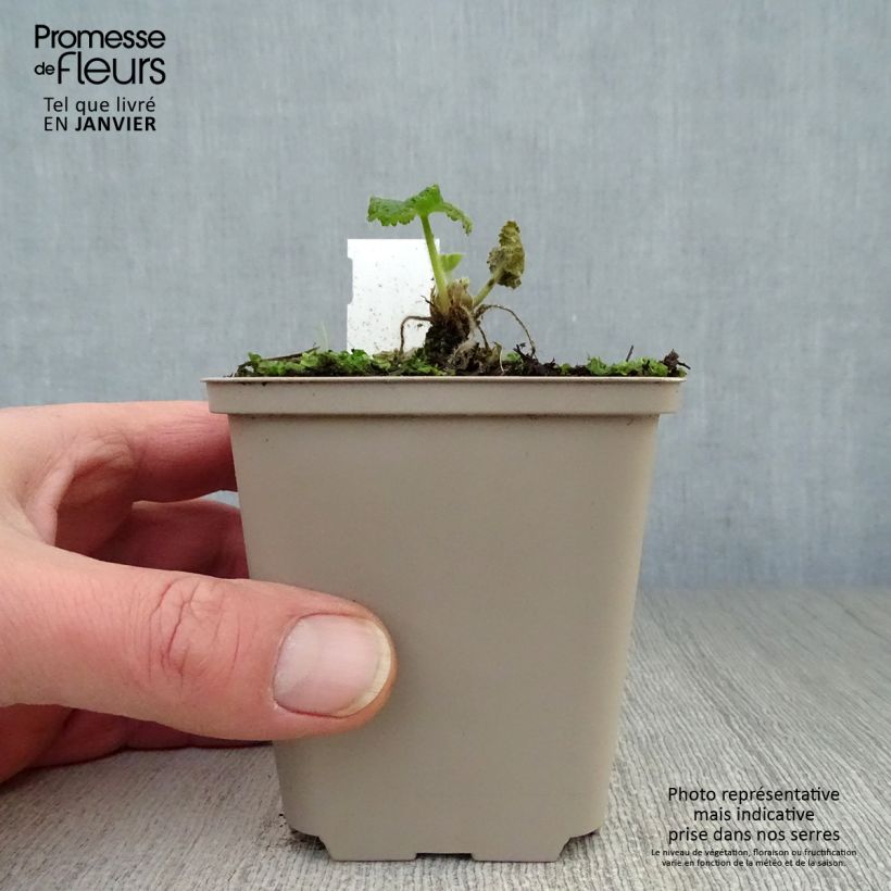 Amostra de Rose trémière - Alcea rosea Sunshine Vaso de 8/9 cm tal como entregue no inverno