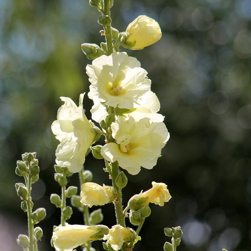 Malvarisco Sunshine (Floração)