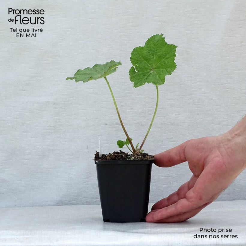 Amostra de Malva rosa - Alcea rugosa Vaso de 8/9 cm tal como entregue na primavera