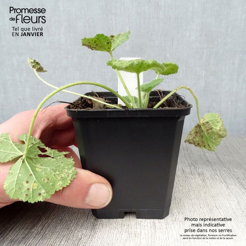 Amostra de Rose trémière - Alcea rugosa Vaso de 8/9 cm tal como entregue no inverno