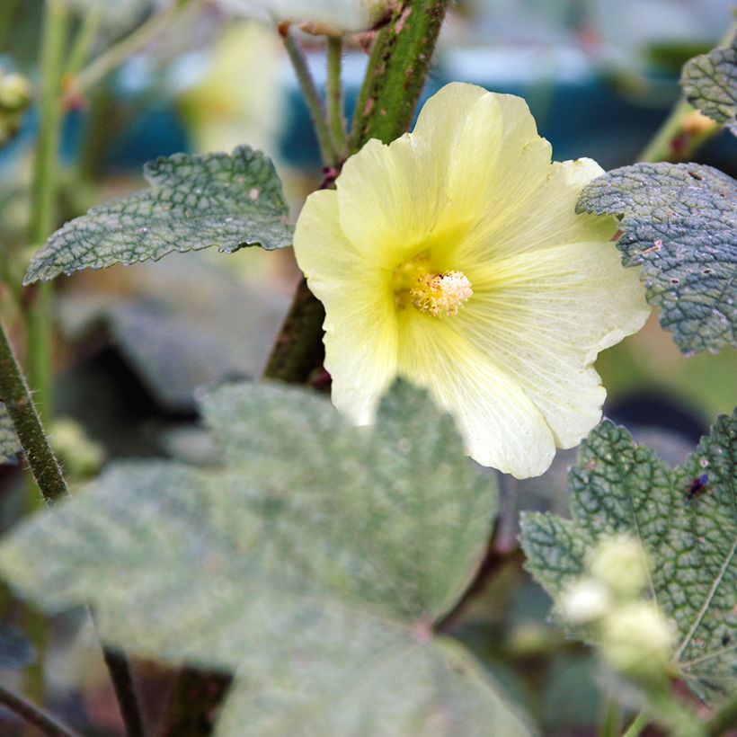 Malva rosa - Alcea rugosa (Floração)