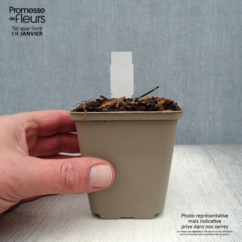 Amostra de Rose trémière Crème de Cassis - Alcea rosea Vaso de 8/9 cm tal como entregue no inverno