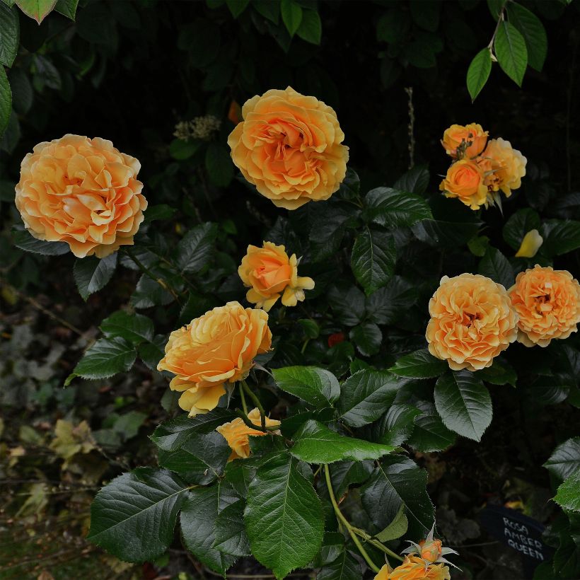 Roseira floribunda Amber Queen (Hábito)