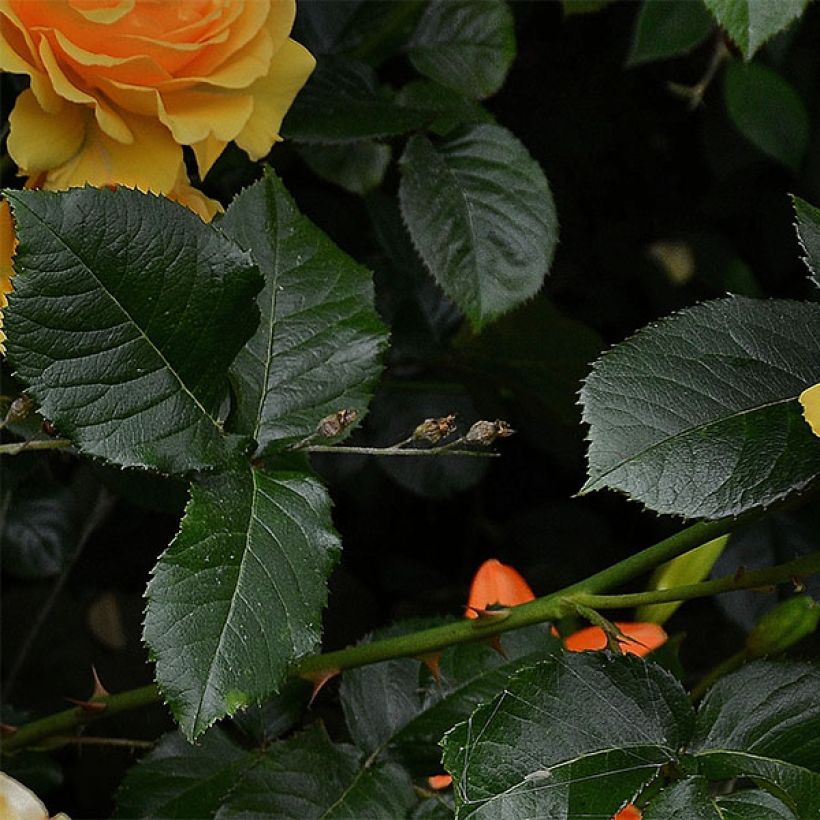 Roseira floribunda Amber Queen (Folhagem)
