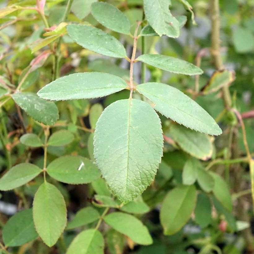Roseira inglesa The Mayflower (Folhagem)