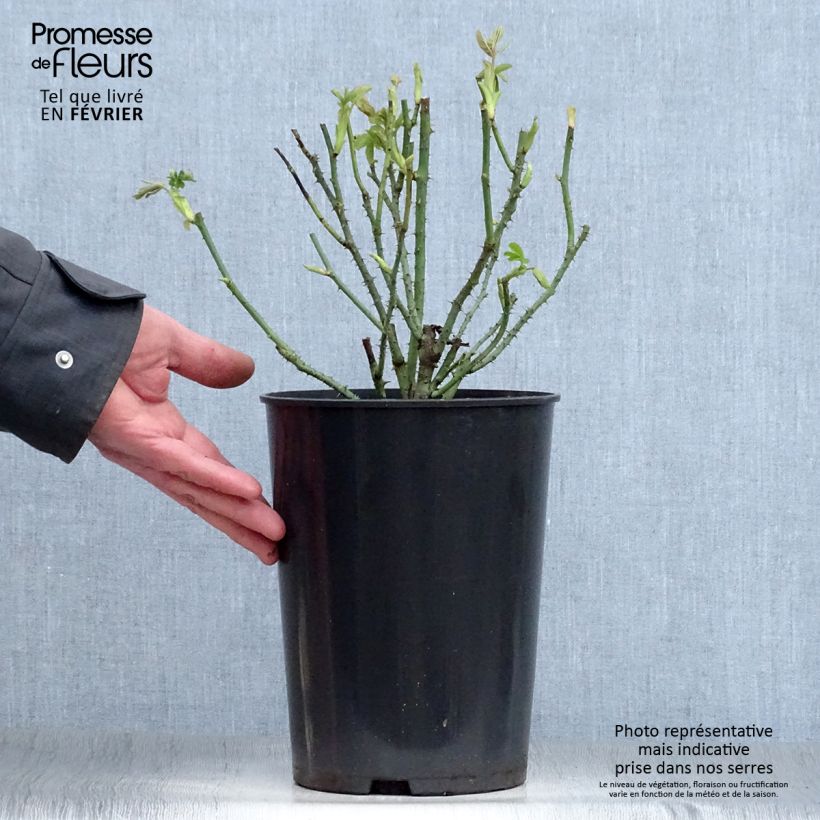 Amostra de Rosier Baronne Prévost Vaso de 4 L/5 L tal como entregue no inverno