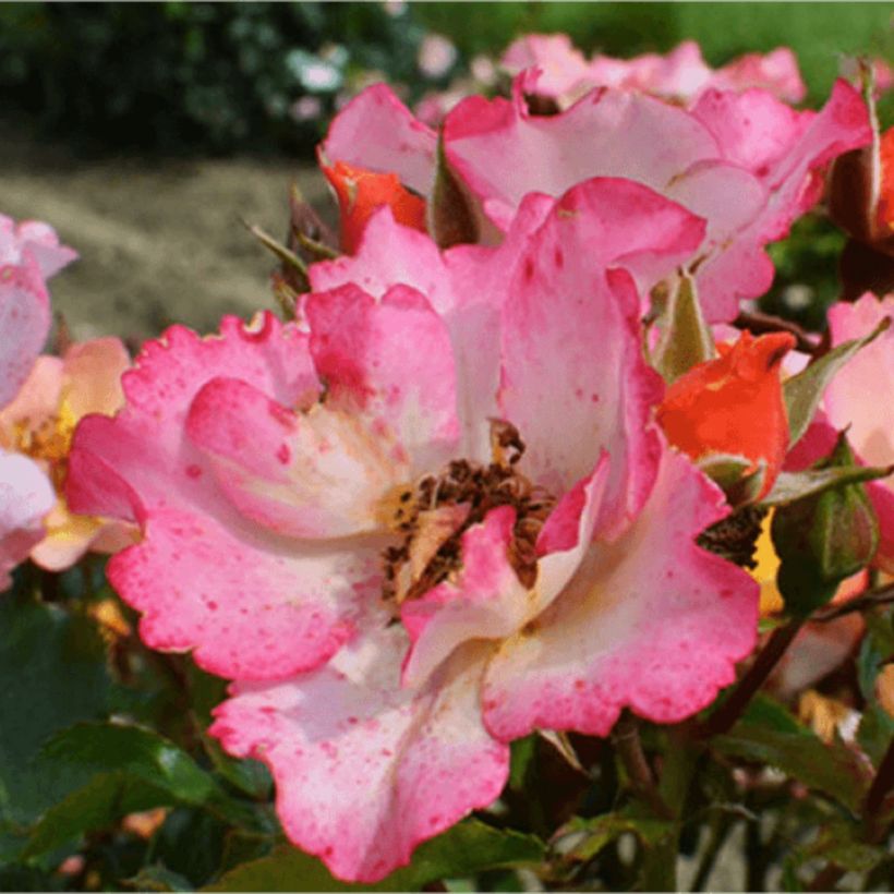 Roseira floribunda Bee Proud (Floração)