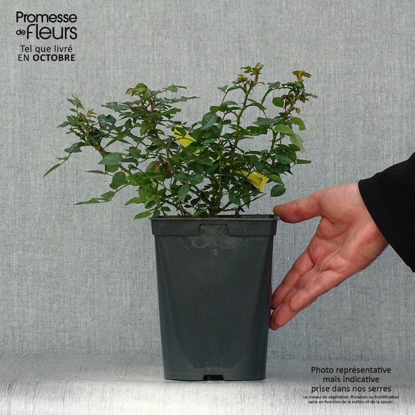 Amostra de Roseira floribunda Bees Paradise Yellow Vaso de 3 L/4 L tal como entregue no outono