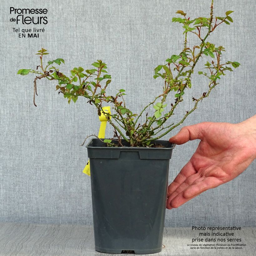 Amostra de Roseira floribunda Bees Paradise Yellow Vaso de 3 L/4 L tal como entregue na primavera