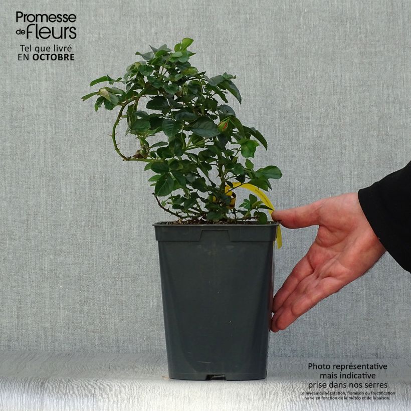 Amostra de Rosier Bees Paradise Mango Pot de 3L/4L tal como entregue no outono