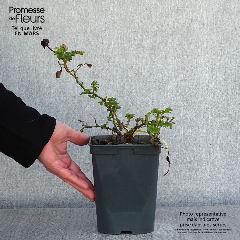 Amostra de Rosier Bees Paradise Mango Pot de 3L/4L tal como entregue no inverno