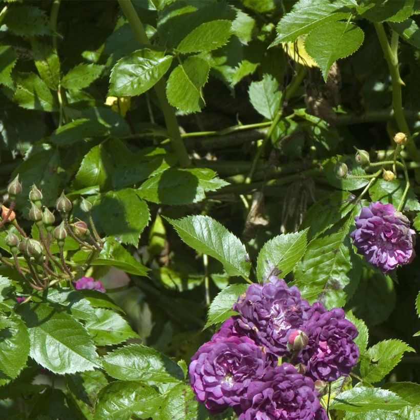 Roseira trepadora antiga Bleu Magenta (Folhagem)