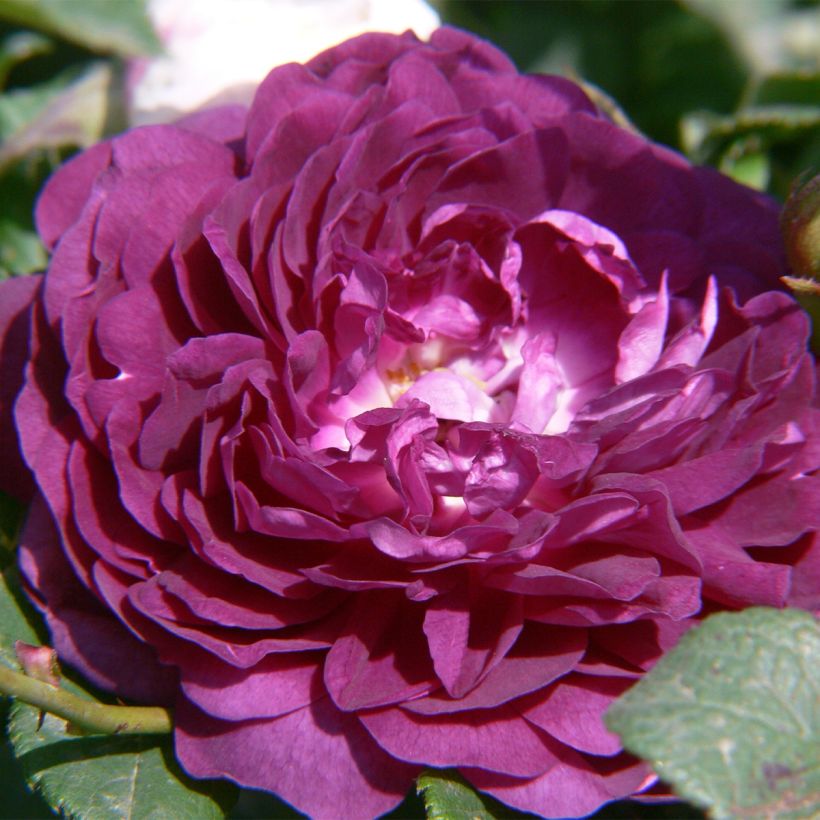 Roseira trepadora antiga Bleu Magenta (Floração)