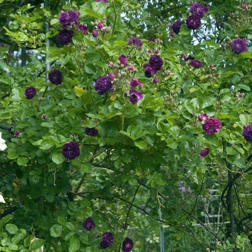 Roseira trepadora antiga Bleu Magenta (Hábito)