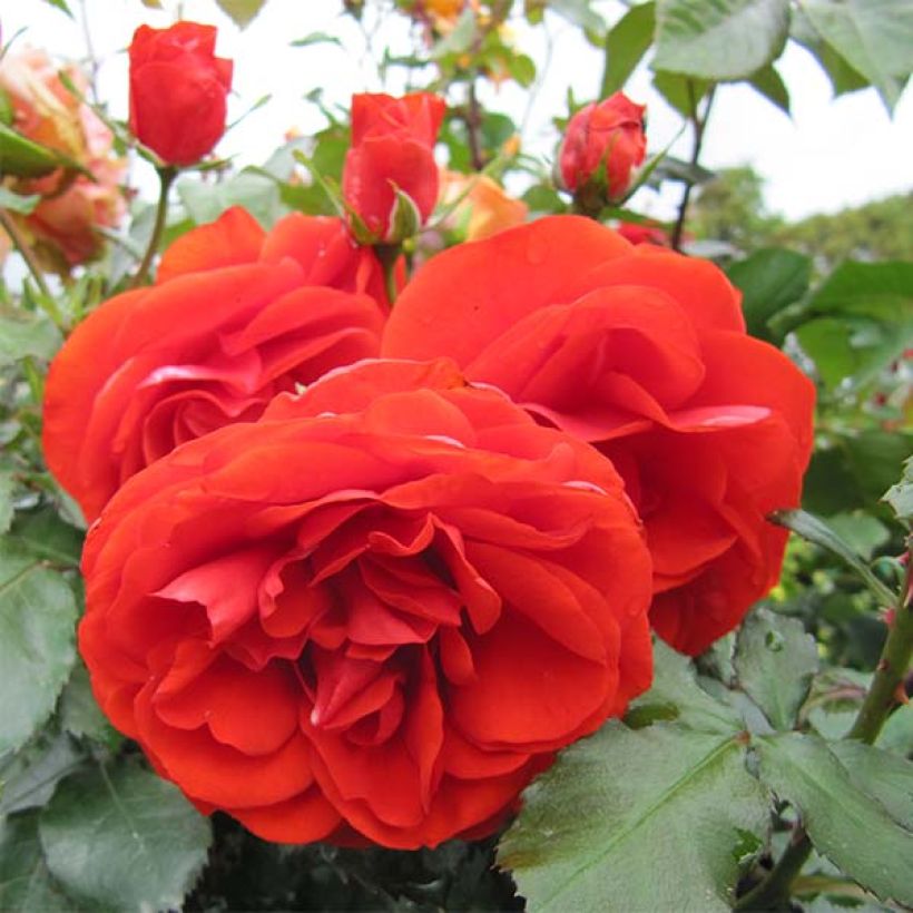 Roseira floribunda Remembrance (Floração)