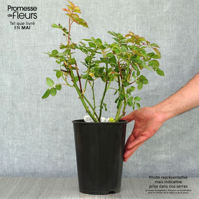 Amostra de Roseira inglesa A Shropshire Lad Vaso de 4 L/5 L tal como entregue na primavera