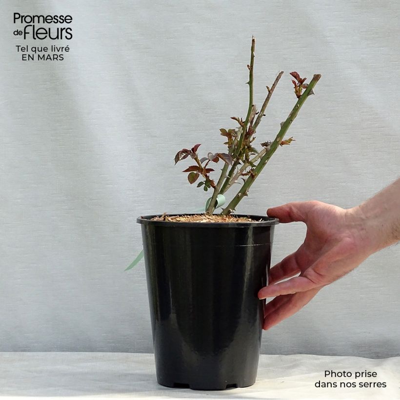 Amostra de Rosier David Austin Abraham Darby Vaso de 4 L/5 L tal como entregue no inverno