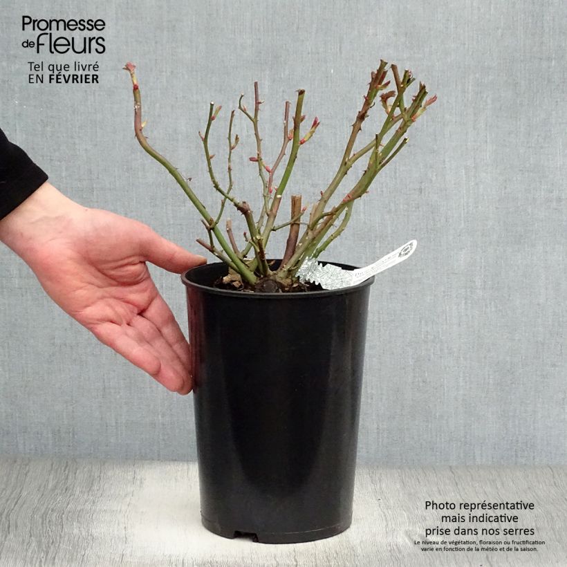 Amostra de Roseira trepadora inglesa The Albrighton Rambler Vaso de 4 L/5 L tal como entregue no inverno