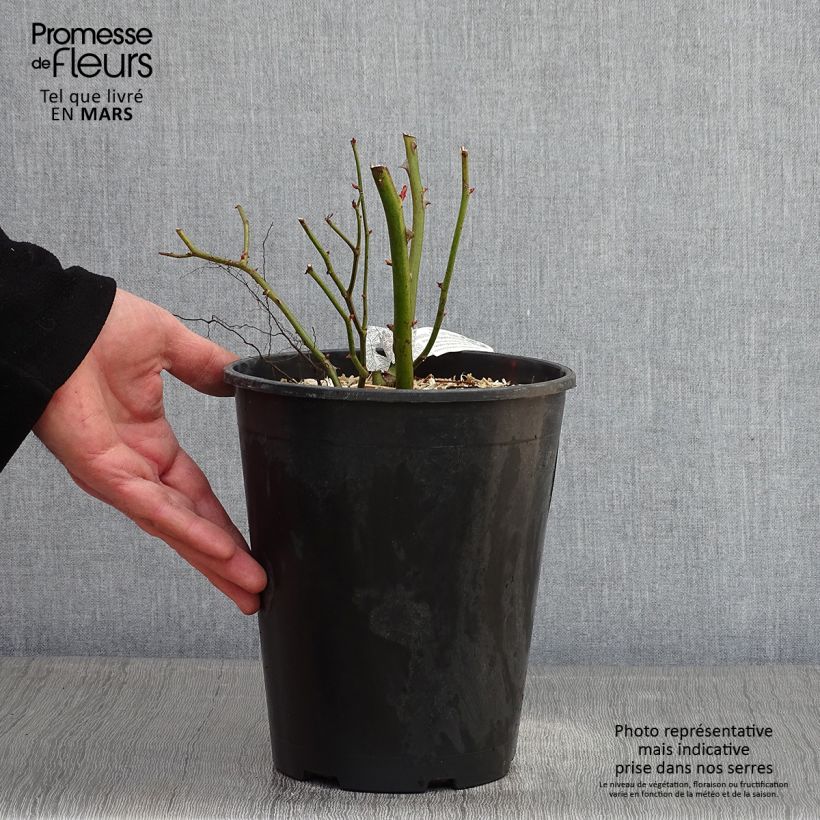 Amostra de Roseira inglesa Bathsheba Vaso de 4 L/5 L tal como entregue no inverno