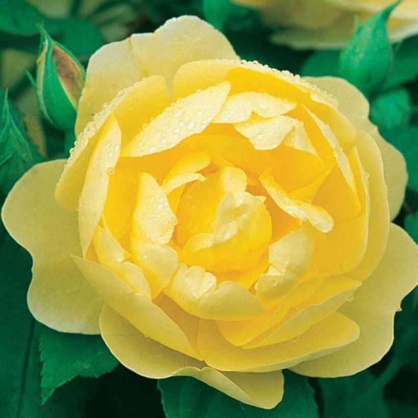 Roseira inglesa Blythe Spirit (Floração)
