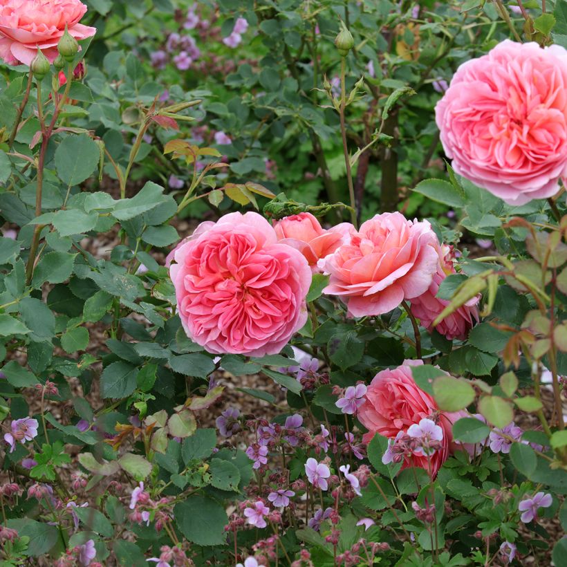 Roseira inglesa Boscobel (Hábito)