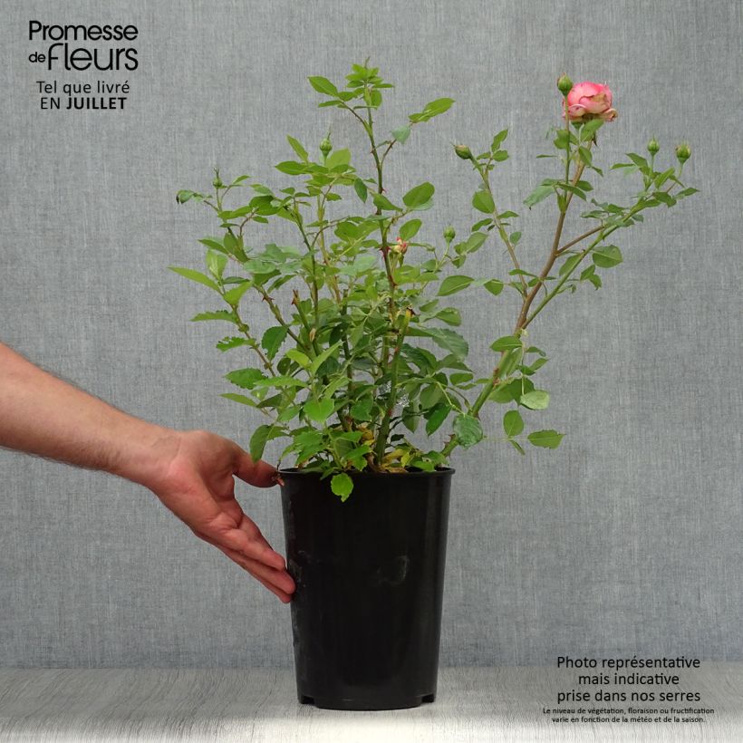 Amostra de Roseira inglesa Boscobel Vaso de 4 L/5 L tal como entregue no verão