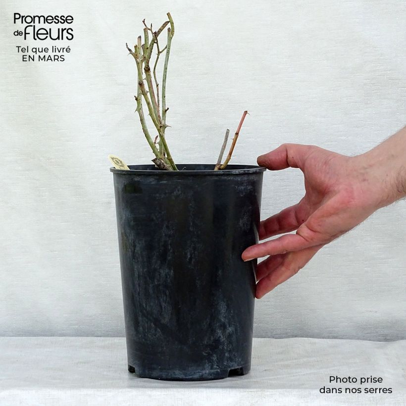 Amostra de Rosier David Austin Carolyn Knight  Vaso de 4 L/5 L tal como entregue no inverno